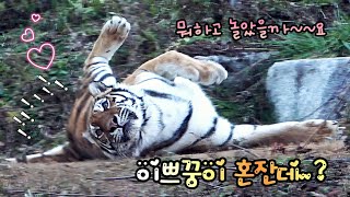 2024124 이빨에 밧줄 끼였던거 잊었는지😅 오늘 또 로프물고🚨 놀았다는 궁이 🐯😅 [upl. by Anisah]