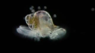 Veliger  planktonic larva of many kinds of molluscs [upl. by Gurney934]