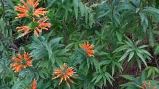 Leonotis leonurus  Wild dagga  Lions tail  HD 01 [upl. by Clint]