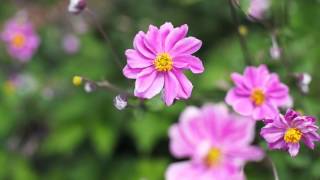 Garden Tips Japanese Anemone [upl. by Ahsemed]