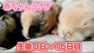 我が家にかわいい天使がやってきました【ライオンラビット × ホーランドロップの赤ちゃん】 [upl. by Tobi594]