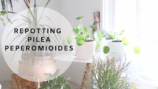 Houseplant Care  Repotting Pilea Peperomioides [upl. by Yeliac894]