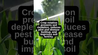 Crop Rotation Benefits for Soil BuckeyeBloomstead gardeningadvice gardening [upl. by Nhguav574]