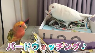 コザクラインコからギンバトに近づいて落下！その後は忍者のように紙切りしている様子を見ているだけなのに幸せを感じました♡ [upl. by Anilrats360]