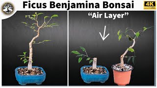 Ficus Benjamina Bonsai  My Office Bonsai [upl. by Bartolemo]