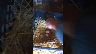 Did The Chickens Lay More Eggs Today chickeneggs [upl. by Tanney]