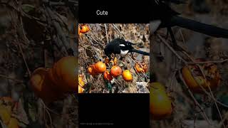 까치  감 먹방  Magpie  eat persimmon  birds 0359 [upl. by Annmarie]