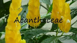 How to Pronounce Acanthaceae [upl. by Catt]