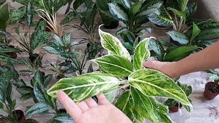 Зеленые Аглаонемы Green Aglaonema in my collectionBai KaoKarn KluayRed ArmyWhite Anyamanee [upl. by Enialehs73]