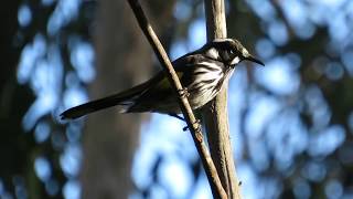 New Holland honeyeater callsong [upl. by Terri]