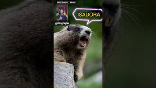 marmota gritando meme marmota chamando o nome Isadora shorts [upl. by Aneerb]