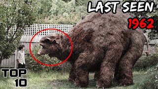 Top 10 Animals That People Forced Into Extinction [upl. by Ackerman]