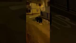 Orso a spasso per le vie di Roccaraso [upl. by Aliuqehs]