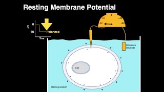 Resting membrane potential [upl. by Flam]