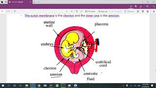 Fertilization And Embryonic Development [upl. by Conlan598]