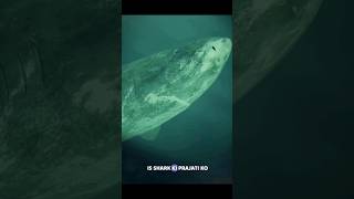 The oldest creature on earth  Greenland Shark shorts shortsfeed science oceanlife [upl. by Ennoid606]