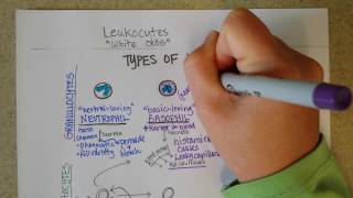 White Blood Cells  Granulocytes amp Lymphocytes  Part 1 [upl. by Rehpotsirahc178]