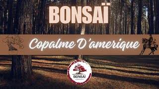 BONSAÏ 🌳 LE COPALME D’AMÉRIQUE [upl. by Richarda]