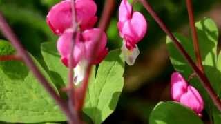 Love plants Heart shaped Dicentra flowers [upl. by Osborn]