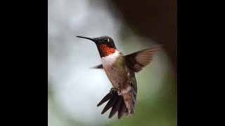 Rubythroated Hummingbird [upl. by Wanfried631]