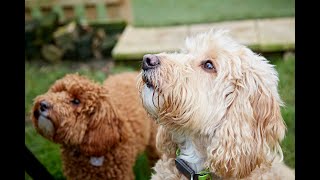 Muddy Mutleys The Canine Ladder of Aggression [upl. by Nalyk]