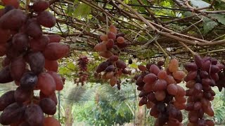 Paano gamitin ang dormex sa grapes cuttings gardening [upl. by Squires]