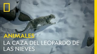 La caza del leopardo de las nieves  NATIONAL GEOGRAPHIC ESPAÑA [upl. by Ardnued]