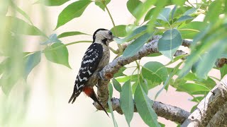 Fulvousbreasted Woodpecker  Himachal Pradesh  4K [upl. by Jacoby]