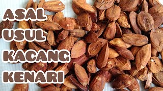 ASAL USUL KACANG KENARI  ORIGIN OF WALNUTS [upl. by Adnat]