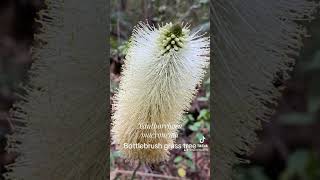 Bottlebrush grass tree [upl. by Niliak]