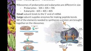 Chapter 8 Transcription and Translation [upl. by Dorian]