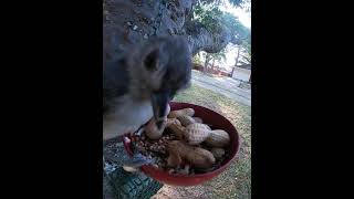 Tufted Titmouses Taking Peanuts [upl. by Deloria]