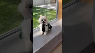 Dog shop in India  Pomeranian dog shop in India  cute pet dogs in India india dog shop viral [upl. by Naryb]