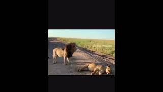 Part 2  King guarding his queen What you guys think⁉️❤️😬lion lioness nature animals lions [upl. by Carlotta863]