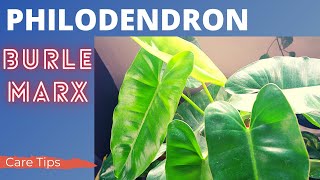 Philodendron Burle Marx Plant Care Tips And Propagation [upl. by Knute]