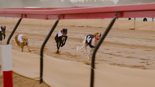 A breed for speed Salukis in the Gulf race to be top dog [upl. by Lleryt151]