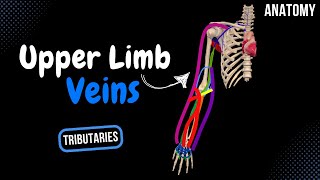 Inferior Vena Cava Topography Visceral and Parietal Tributaries  Anatomy [upl. by Sterrett76]