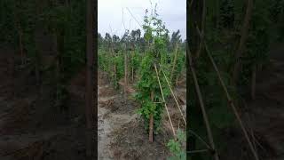 Karela ki kheti funny kishan 123kishancomedy voiceeffects kisan duet fouryoupage viral देख [upl. by Erdda]