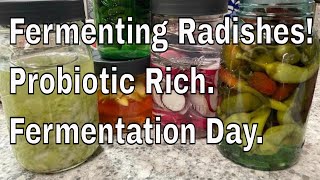 Fermenting Radishes Probiotic rich Easy method [upl. by Ronna]