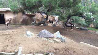 Bontebok at San Diego Zoo [upl. by Dlabihcra]