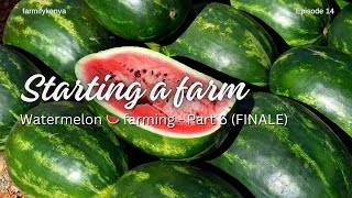 Watermelon 🍉 Farming in Makueni Part 6  Episode 14 [upl. by Lasonde]