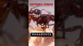 Invasión de las hormigas asesinas  2024 Documental [upl. by Ahsyla]