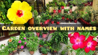 November garden plants view with plants names मेरी बगिया के पौधों के नाम common house plants names [upl. by Yoho]