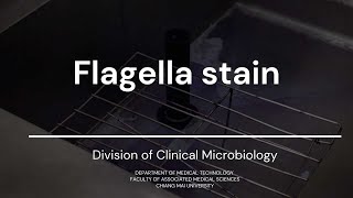 Flagella stain [upl. by Silvie456]