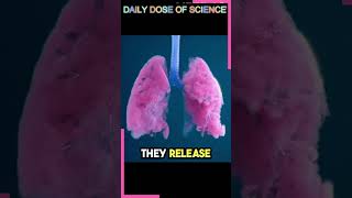 How does the Respiratory System Work  Daily Dose of Science [upl. by Xenos]