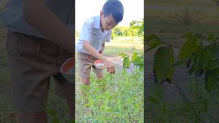 Stirfried minced pork with basil cooking food thaikitchen thaifood thailand [upl. by Hyland]