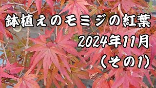 鉢植えモミジの紅葉（その1 [upl. by Silvester425]