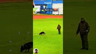 Interesting moments at the FCI IGP 2024 World Championship for our K9 Dogs 🐕🌍 [upl. by Lenehc770]