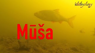 Mūša Ichthyology [upl. by Helge]