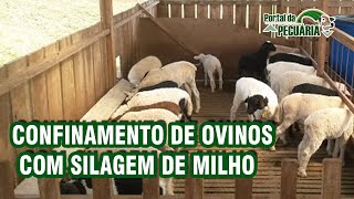 Confinamento de ovinos com silagem de milho [upl. by Swagerty]